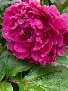 " Dưỡng Nhan Mẫu Kỷ " Tea